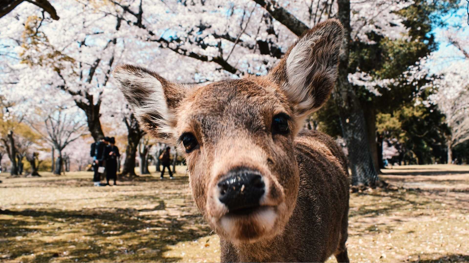 Parco di Nara, Cervi